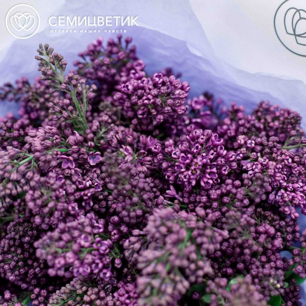 Букет из 25 веток сирени