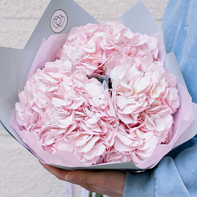 Букет из 3 розовых гортензий в белой пленке