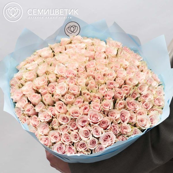 Букет из 151 нежно-розовой розы 40 см (Кения) в голубой пленке