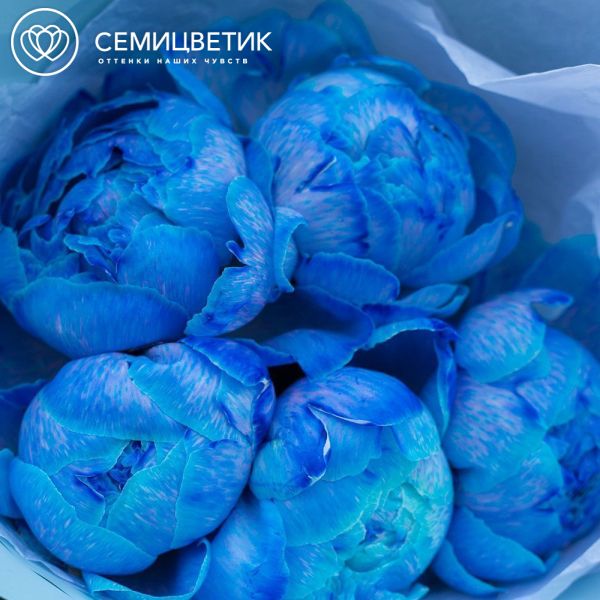Букет из 5 синих пионов Premium в голубой пленке