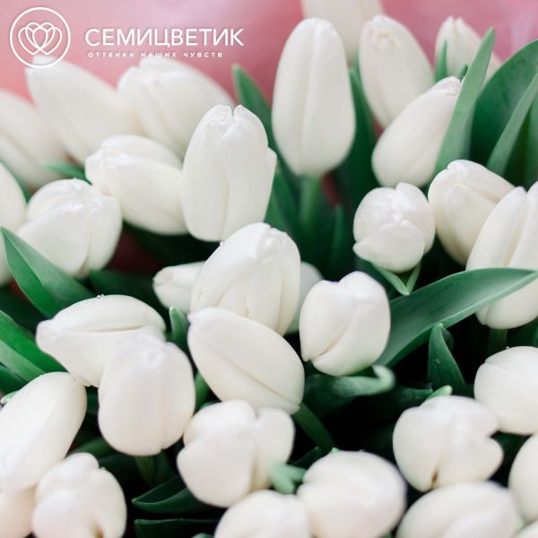 Букет из 51 белого тюльпана 40 см