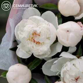 Букет из 11 нежно-розовых пионов Standart в розовой пленке