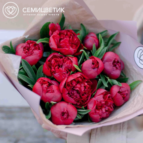 Букет из 11 бордовых пионов Standart в сиреневой пленке