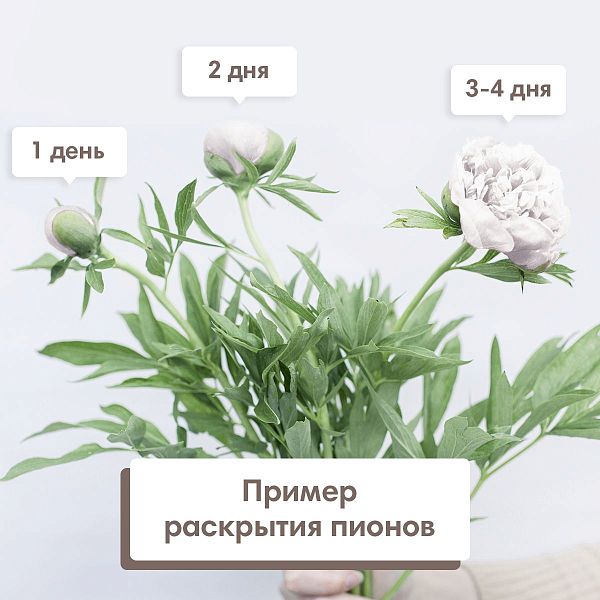 25 белых пионов Standart