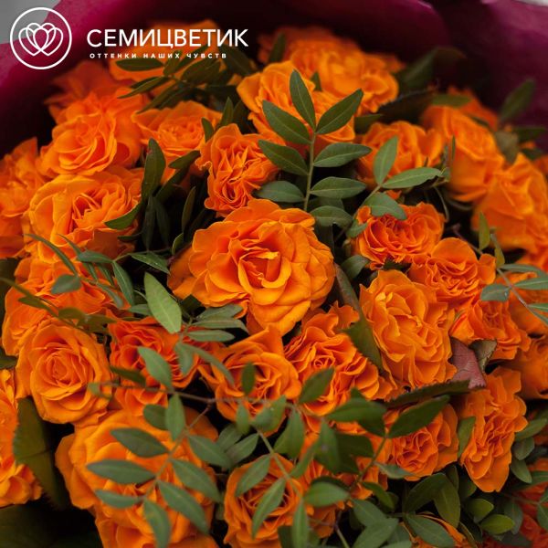 Букет из 51 оранжевой розы 35-40 см (Россия) с фисташкой