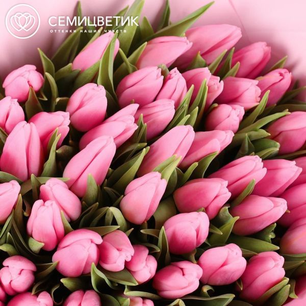Букет из 51 розового тюльпана 40 см