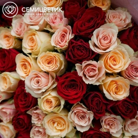 Букет из 51 кремовой, нежно-розовой и красной розы 40 см (Кения) в голубой пленке