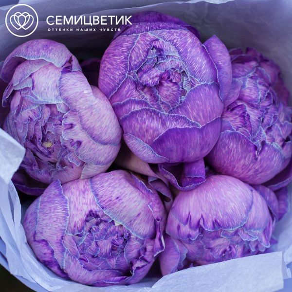 Букет из 5 фиолетовых пионов Premium в сиреневой пленке