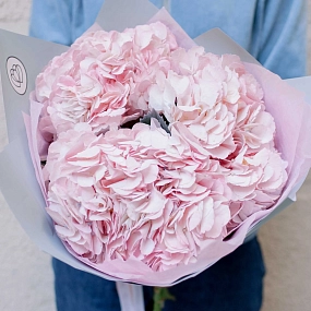 Букет из 3 розовых гортензий в белой пленке