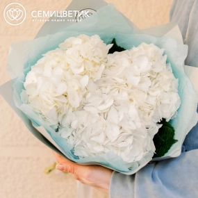 Букет из 3 белых гортензий в белой пленке