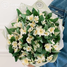 Букет из 23 белых альстромерий в зеленой пленке