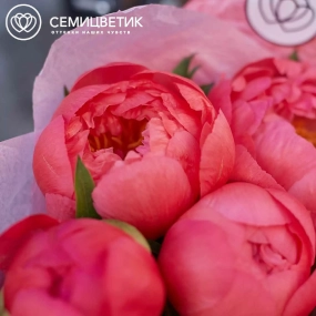 Букет из 11 коралловых пионов Coral Sunset Premium в розовой пленке