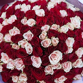 Букет из 151 красной и нежно-розовой розы 40 см (Кения) в бордовой пленке
