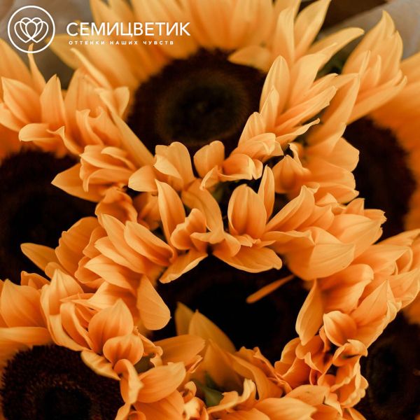 Букет из 7 подсолнухов