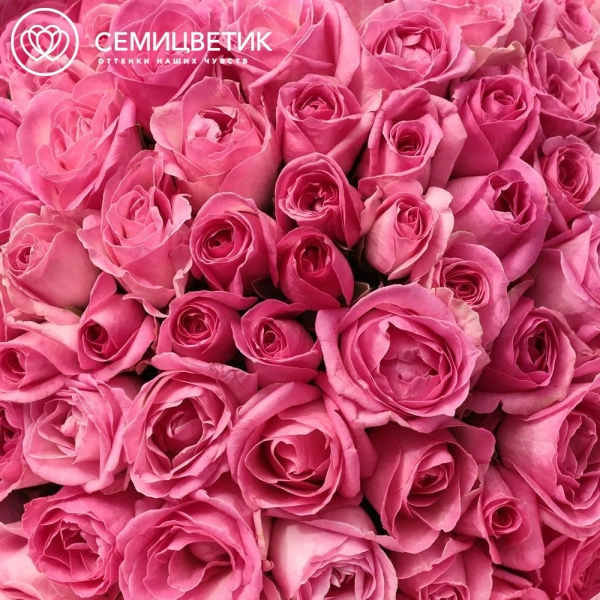 Букет из 101 розовой розы 35-40 см (Россия) в сиреневой пленке