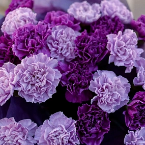 Букет из 25 сиреневых (лунных) и фиолетовых гвоздик в голубой пленке